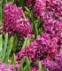 Hyacint Woodstock - Hyacinthus - cibuloviny - 1 ks