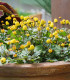 Plamatka zelná Homer - Spilanthes oleracea - semena - 60 ks