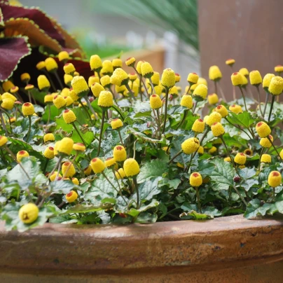 Plamatka zelná Homer - Spilanthes oleracea - semena - 60 ks