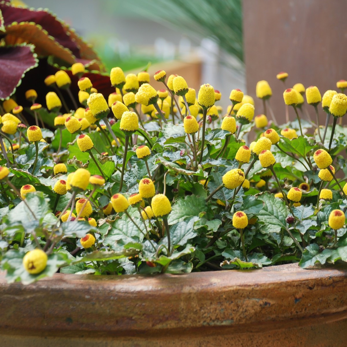 Plamatka zelná Homer - Spilanthes oleracea - semena - 60 ks