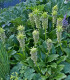 Chocholatice - Eucomis bicolor - cibuloviny - 1 ks