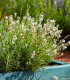Levandule lékařská bílá Ellegance Snow - Lavandula angustifolia - semena - 15 ks