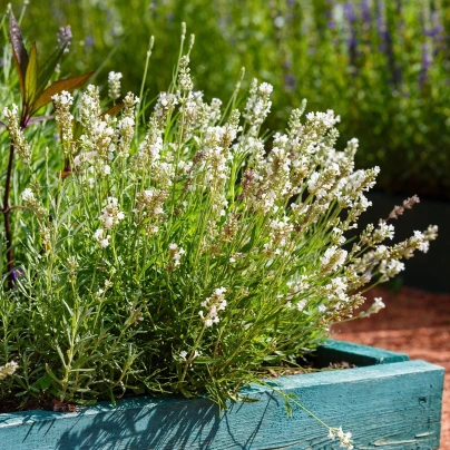 Levandule lékařská bílá Ellegance Snow - Lavandula angustifolia - semena - 15 ks