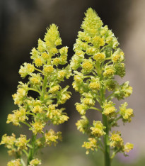 Rezeda žlutá - Reseda lutea - semena - 50 ks