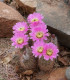 Kaktus - Echinocereus reichenbachii - semena - 8 ks