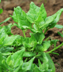 Špenát novozélandský čtyřboč - Tetragonia tetragonioides - semena - 35 ks