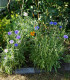 Chrpa modrá - Centaurea cyanus - semena - 30 ks
