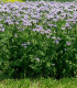 Svazenka vratičolistá - Phacelia tanacetifolia - semena - 50 ks