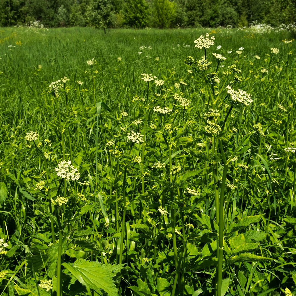BIO Kerblík - Anthriscus cerefolium - bio semena - 0,8 g