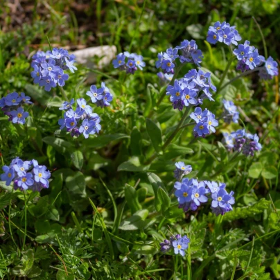 Pomněnka alpská modrá - Myosotis alpestris - semena - 130 ks