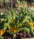 Mangold žlutý - Beta vulgaris - semena - 15 ks