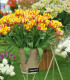 Tulipán Flaming Parrot - Tulipa - cibuloviny - 3 ks