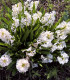 Hyacint White pearl - Hyacinthus orientalis - cibuloviny - 1 ks