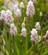 Modřenec Pink Sunrise - Muscari armeniacum - cibuloviny - 2 ks