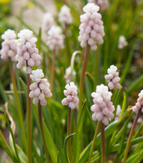 Modřenec Pink Sunrise - Muscari armeniacum - cibuloviny - 2 ks
