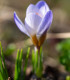 Krokus Blue Pearl - Crocus chrysanthus - cibuloviny - 3 ks