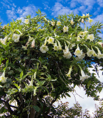 Brugmansie bílá - Andělská trubka bílá - Brugmansia arborea - semena - 10 ks