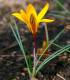 Krokus Dorothy - Crocus - cibuloviny - 3 ks