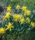 Mininarcis Rip van Winkle - Narcissus - cibuloviny - 3 ks