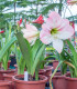 Hvězdník Apple Blossom - Hippeastrum - cibuloviny - 1 ks