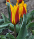 Tulipán Stresa - Tulipa - cibuloviny - 3 ks