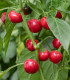 Chilli Cherry Bomb - Capsicum annuum - semena - 6 ks