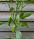 Chilli Pimentos de Padron - Capsicum annuum - semena - 7 ks