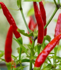 Chilli Kajenský pepř Thick - Cayenne peper - semena - 6 ks