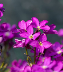 Huseník brvolistý Spring Charm - Arabis blepharophylla - semena - 30 ks