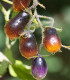 Rajče Indigo Pear Drops - Solanum lycopersicum - semena - 5 ks