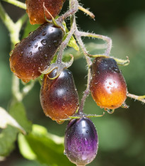 Rajče Indigo Pear Drops - Solanum lycopersicum - semena - 5 ks