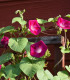 Povíjnice Scarlet O Hara - Ipomoea purpurea - semena - 25 ks