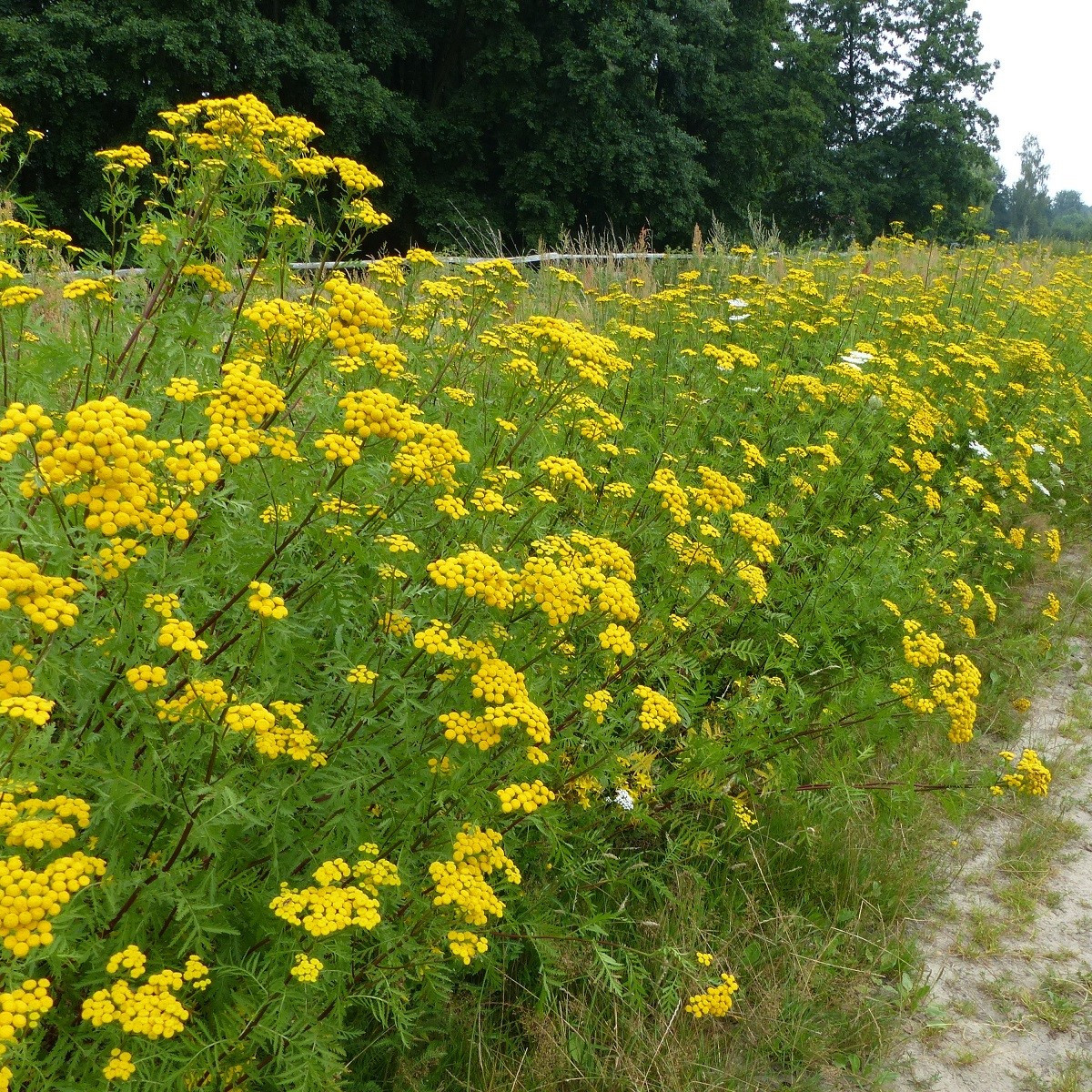 Kopretina vratič - Vratič obecný - Tanacetum vulgare - semena - 0,4 g