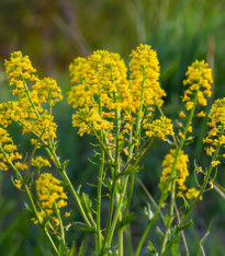 Barborka obecná - Barbarea verna - semena - 150 ks
