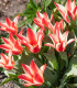 Tulipán Pinocchio - Tulipa - cibuloviny - 3 ks