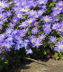 Sasanka Blue Shades - Anemone blanda - cibuloviny - 3 ks