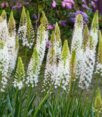 Liliochvostec himalájský - Eremurus himalaicus - cibuloviny - 1 ks