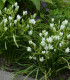 Snědek - Ornithogalum umbellatum - cibuloviny - 3 ks