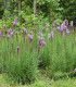 Šuškarda fialová - Liatris spicata - cibuloviny - 5 ks
