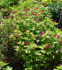 Nocenka jalapovitá Limelight - Mirabilis jalapa - semena - 6 ks