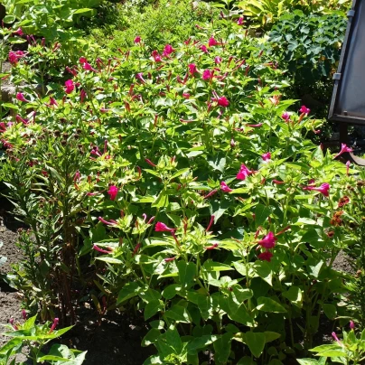 Nocenka jalapovitá Limelight - Mirabilis jalapa - semena - 6 ks