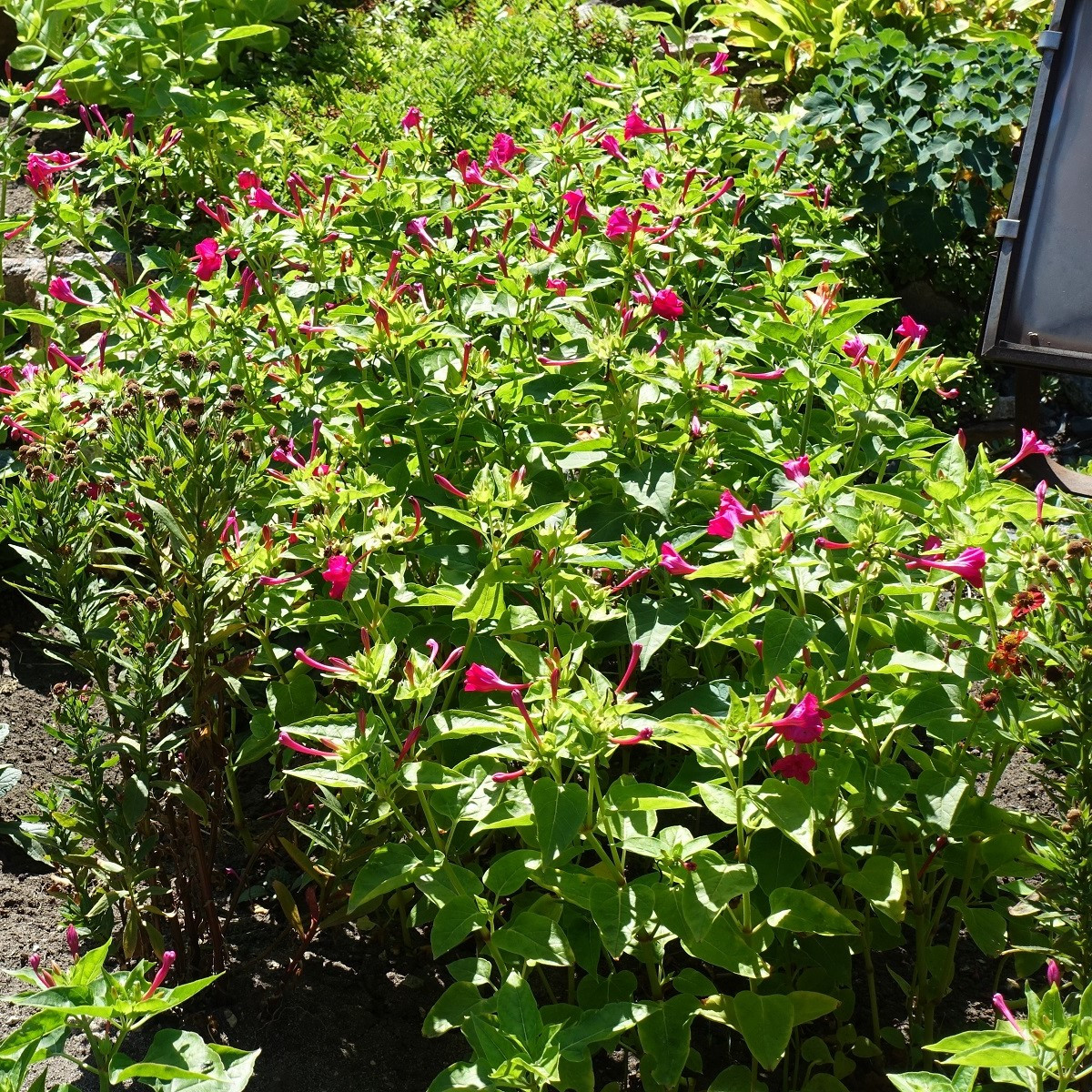 Nocenka jalapovitá Limelight - Mirabilis jalapa - semena - 6 ks