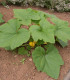 Patizon Golden Marbre - Cucurbita pepo - semena - 5 ks