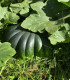 BIO Dýně Muscat De Provence - Cucurbita Moschata - bio semena - 5 ks