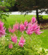 Čechrava Arendsii růžová - Astilbe Arendsii - semena - 10 ks