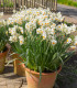 Narcis Geranium - Narcissus - cibuloviny - 3 ks