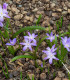Ladonička Violet Beauty - Chionodoxa luciliae - cibuloviny - 5 ks