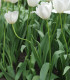 Tulipán Clearwater - Tulipa - cibuloviny - 3 ks
