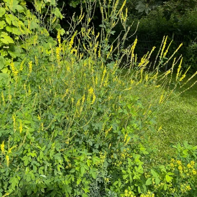 Komonice lékařská - Melilotus officinalis - semena - 30 ks