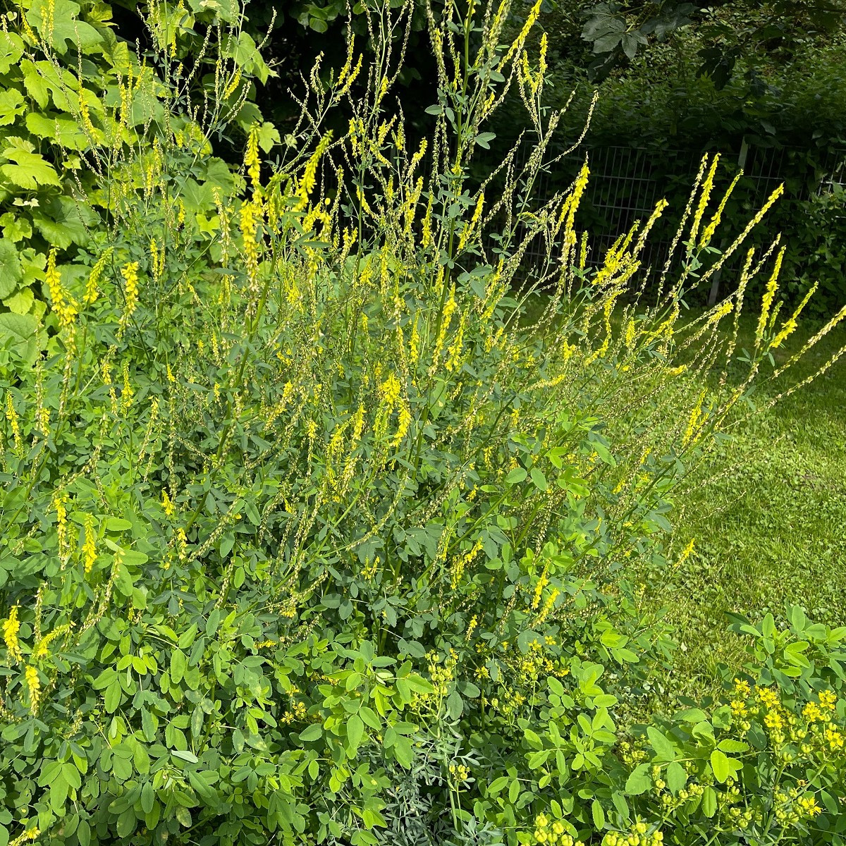 Komonice lékařská - Melilotus officinalis - semena - 30 ks